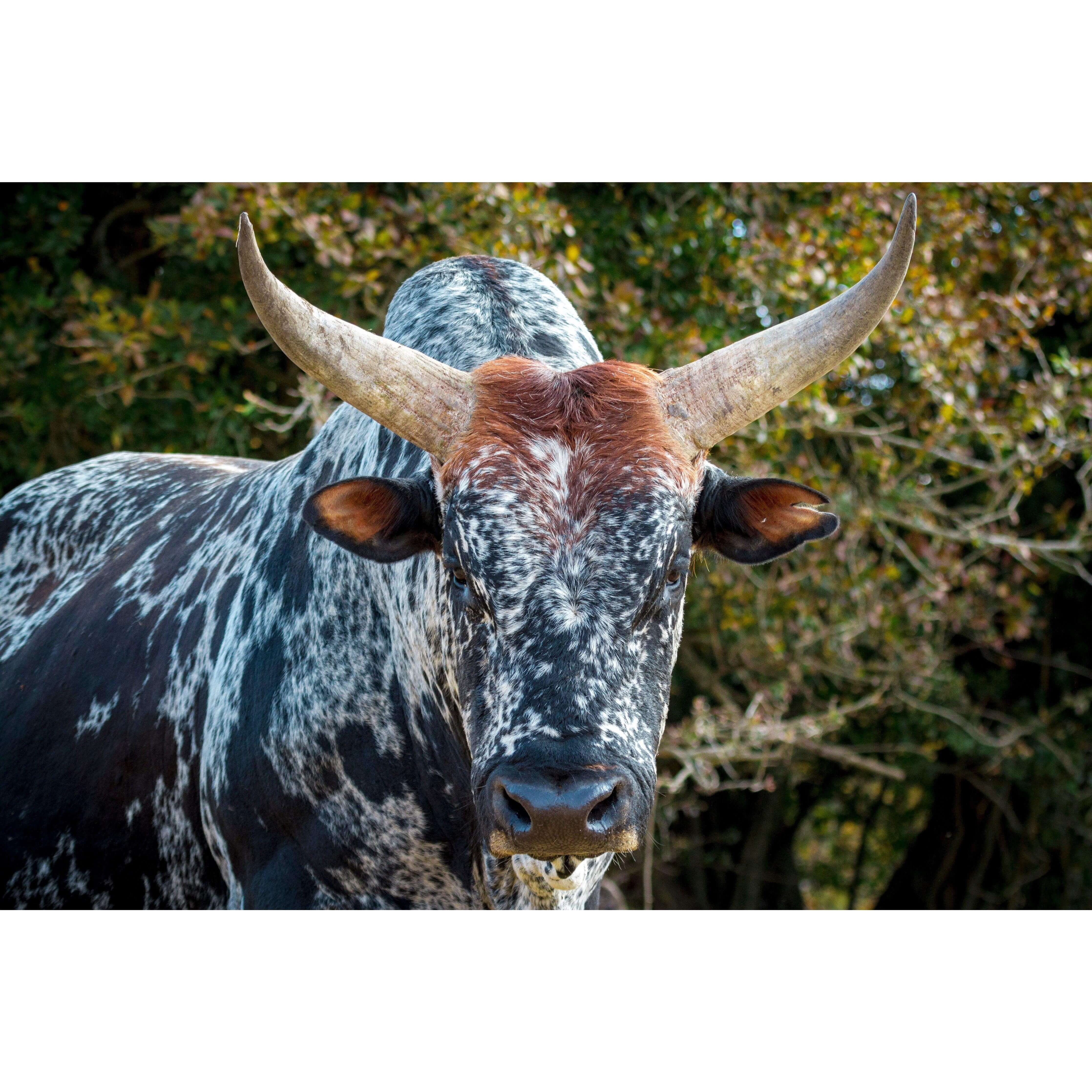 Framed Nguni Cattle Print No 3 showcasing striking African wildlife art for home decor.