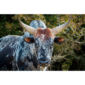 Open image in slideshow, Nguni cattle printed canvas
