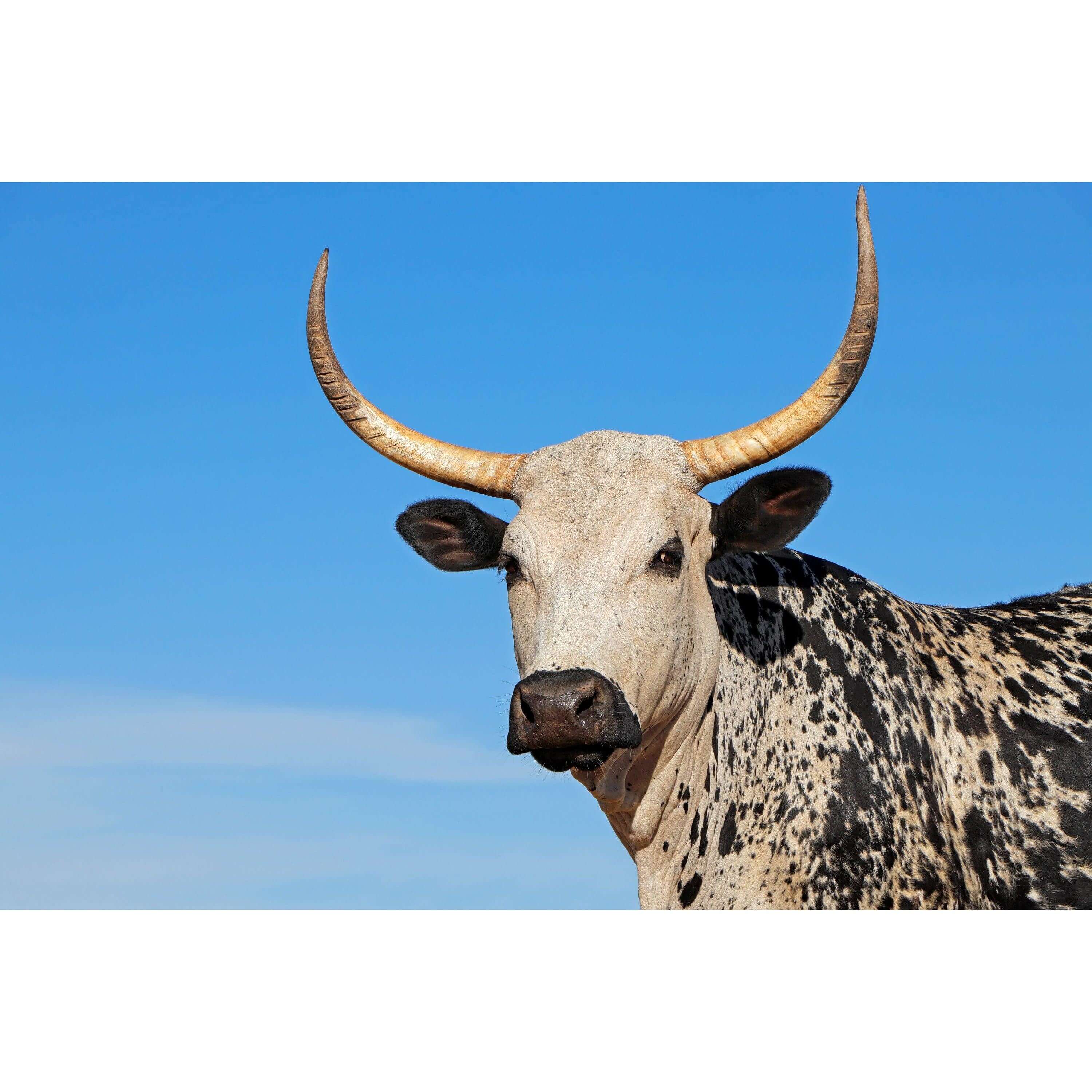 Framed Nguni Print No 4 featuring a striking image of a Nguni cow against a clear blue sky.