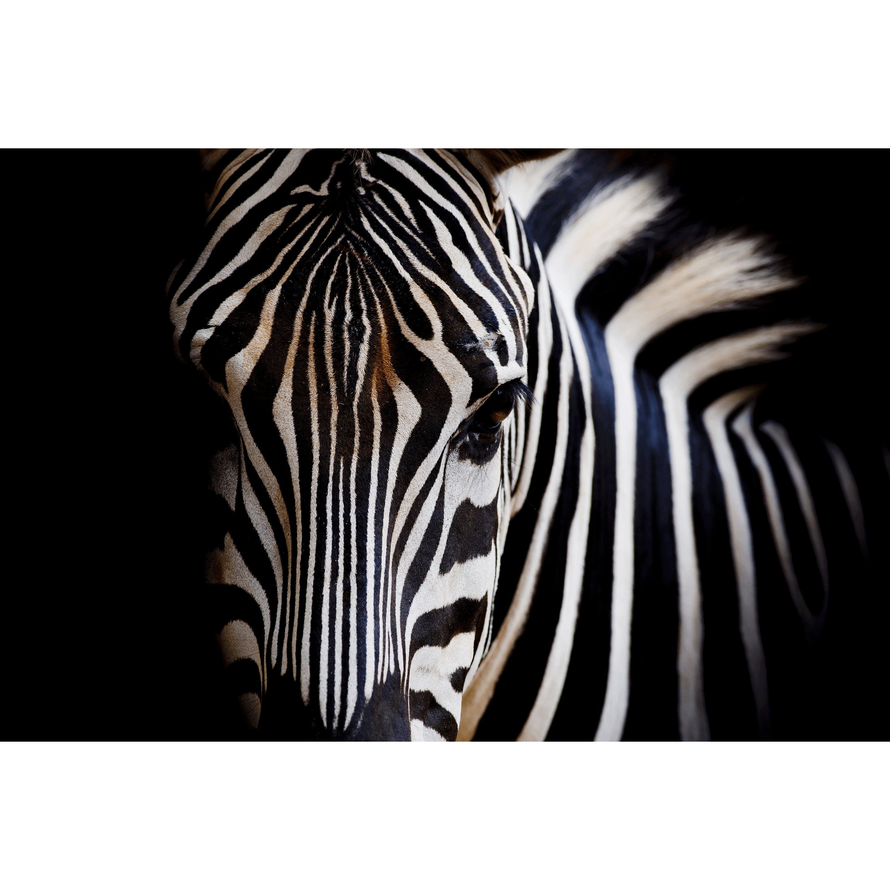 Close-up of a majestic zebra's face showcasing its striking black and white stripes, perfect for wildlife enthusiasts.
