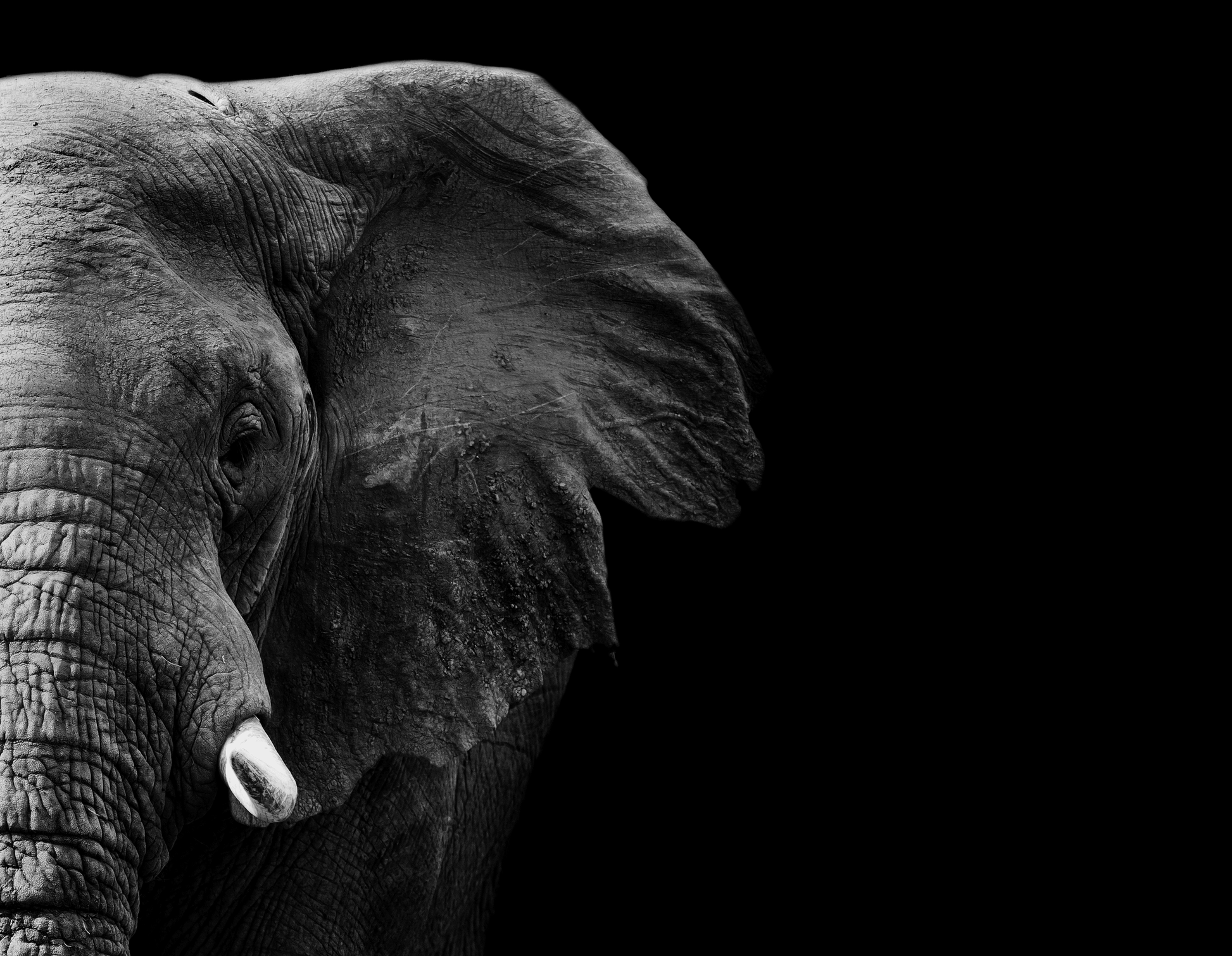 Close-up of an elephant's face in a striking black and white style, perfect for wildlife art decor.